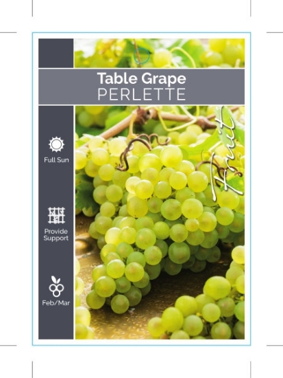 Picture of FRUIT GRAPE TABLE PERLETTE                                                                                                                            