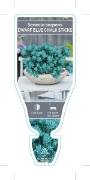 Picture of SUCCULENT SENECIO SERPENS DWARF BLUE CHALK STICKS                                                                                                     