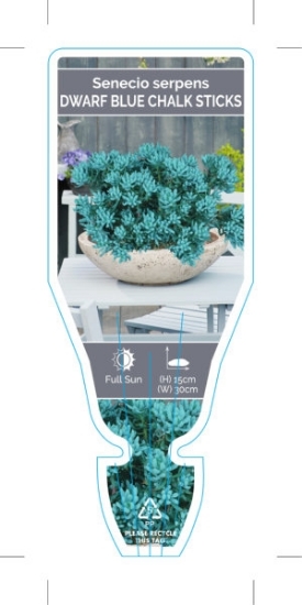 Picture of SUCCULENT SENECIO SERPENS DWARF BLUE CHALK STICKS                                                                                                     