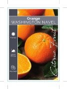 Picture of FRUIT CITRUS ORANGE WASHINGTON NAVEL                                                                                                                  