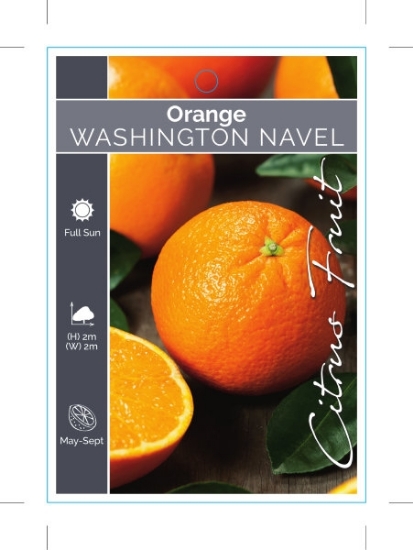 Picture of FRUIT CITRUS ORANGE WASHINGTON NAVEL                                                                                                                  
