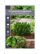 Picture of CRYPTOMERIA JAPONICA VILMORINIANA                                                                                                                     
