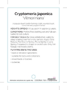 Picture of CRYPTOMERIA JAPONICA VILMORINIANA                                                                                                                     