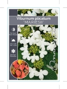 Picture of VIBURNUM PLICATUM MARIESII                                                                                                                            