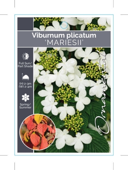 Picture of VIBURNUM PLICATUM MARIESII                                                                                                                            