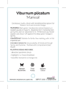 Picture of VIBURNUM PLICATUM MARIESII                                                                                                                            
