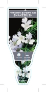 Picture of HEMIANDRA PUNGENS ALBA SNAKEBUSH                                                                                                                      