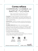 Picture of **CORREA REFLEXA                                                                                                                                      