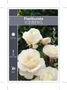 Picture of ROSE ICEBERG (FL)                                                                                                                                     