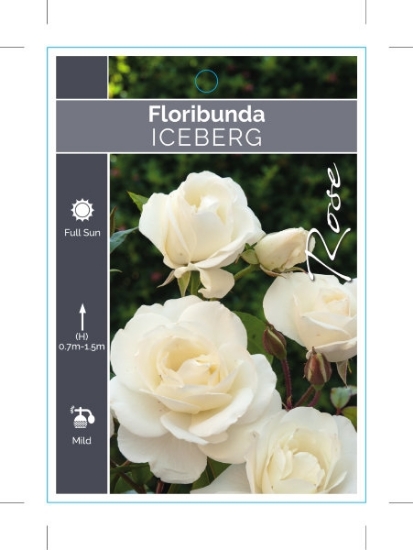 Picture of ROSE ICEBERG (FL)                                                                                                                                     