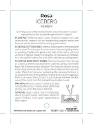 Picture of ROSE ICEBERG (FL)                                                                                                                                     