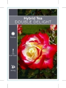 Picture of ROSE DOUBLE DELIGHT (HT)                                                                                                                              
