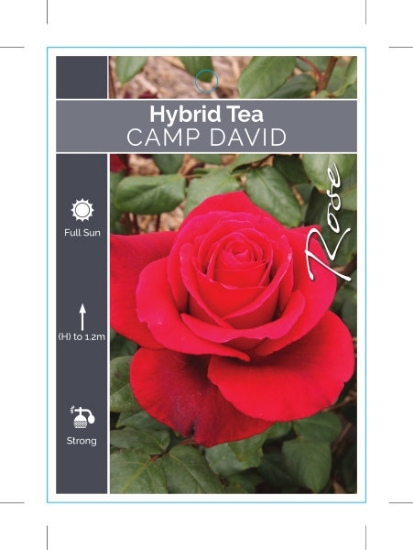 Picture of ROSE CAMP DAVID (HT)                                                                                                                                  