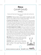 Picture of ROSE CAMP DAVID (HT)                                                                                                                                  