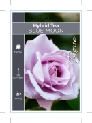 Picture of ROSE BLUE MOON (HT)                                                                                                                                   