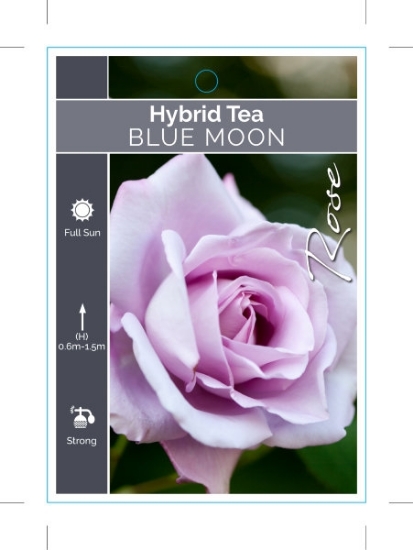Picture of ROSE BLUE MOON (HT)                                                                                                                                   