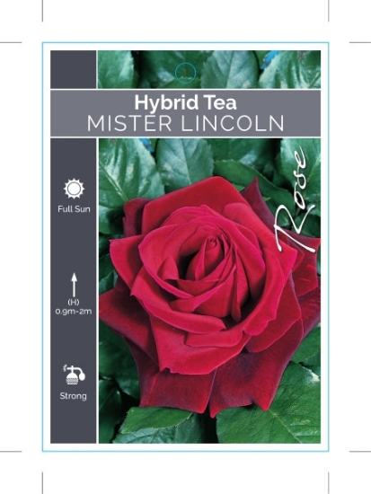 Picture of ROSE MISTER LINCOLN (HT)                                                                                                                              