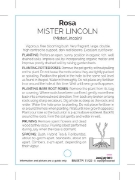 Picture of ROSE MISTER LINCOLN (HT)                                                                                                                              