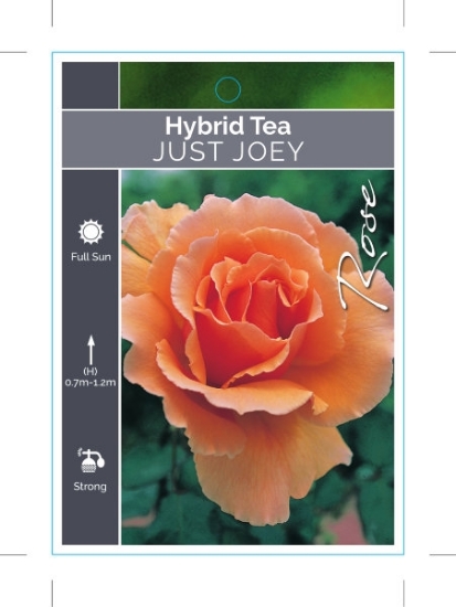 Picture of ROSE JUST JOEY (HT)                                                                                                                                   