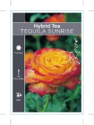 Picture of ROSE TEQUILA SUNRISE (HT)                                                                                                                             