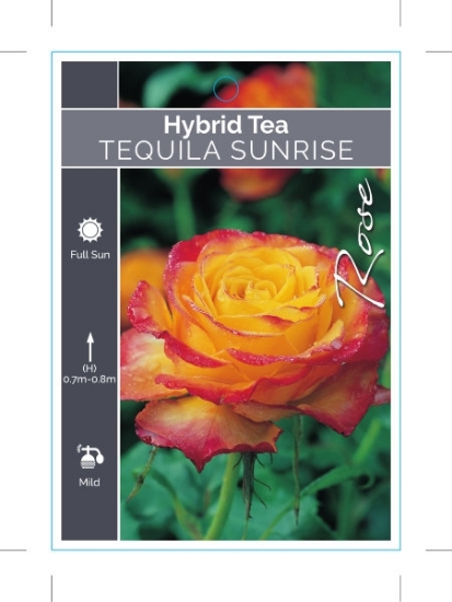 Picture of ROSE TEQUILA SUNRISE (HT)                                                                                                                             