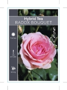 Picture of ROSE RADOX BOUQUET (HT)                                                                                                                               