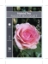 Picture of ROSE RADOX BOUQUET (HT)                                                                                                                               