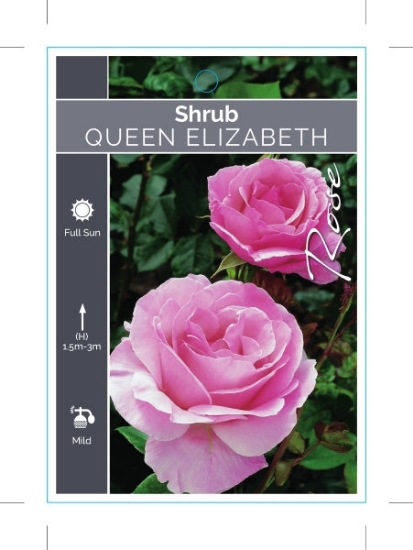 Picture of ROSE QUEEN ELIZABETH (SHRUB)                                                                                                                          