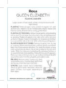 Picture of ROSE QUEEN ELIZABETH (SHRUB)                                                                                                                          