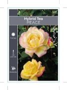 Picture of ROSE PEACE (HT)                                                                                                                                       