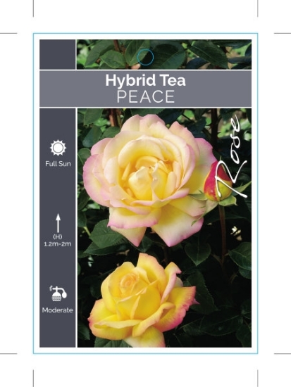 Picture of ROSE PEACE (HT)                                                                                                                                       