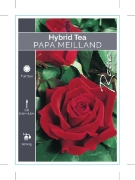 Picture of ROSE PAPA MEILLAND (HT)                                                                                                                               
