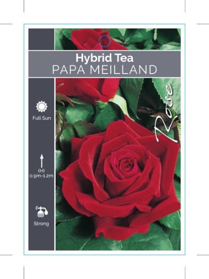 Picture of ROSE PAPA MEILLAND (HT)                                                                                                                               