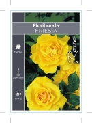 Picture of ROSE FRIESIA (FL)                                                                                                                                     