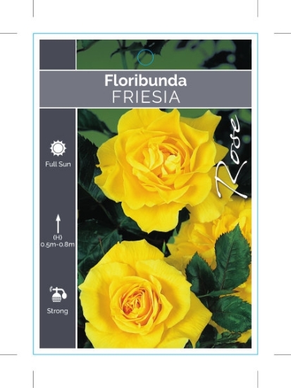 Picture of ROSE FRIESIA (FL)                                                                                                                                     