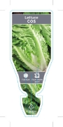 Picture of VEGETABLE LETTUCE COS (Lactuca sativa)                                                                                                                