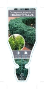 Picture of EUONYMUS JAPONICUS MICROPHYLLUS DWARF SPINDLE                                                                                                         