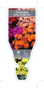 Picture of SUCCULENT KALANCHOE CALANDIVA                                                                                                                         