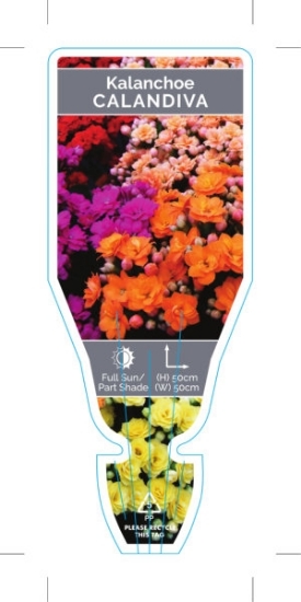Picture of SUCCULENT KALANCHOE CALANDIVA                                                                                                                         