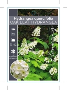 Picture of HYDRANGEA QUERCIFOLIA OAK LEAF                                                                                                                        