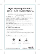 Picture of HYDRANGEA QUERCIFOLIA OAK LEAF                                                                                                                        