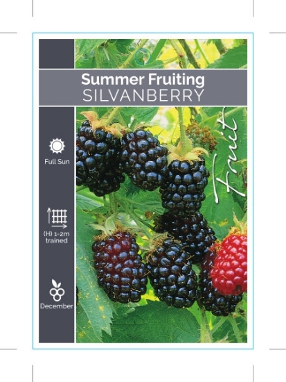 Picture of **FRUIT SILVAN BERRY SUMMER FRUITING                                                                                                                  