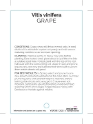 Picture of FRUIT GRAPE BLACK (UNNAMED VARIETY)                                                                                                                   