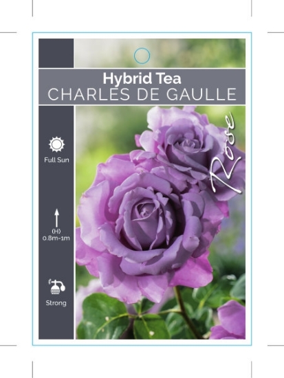 Picture of ROSE CHARLES DE GAULLE (HT)                                                                                                                           