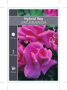 Picture of ROSE JACARANDA (HT)                                                                                                                                   