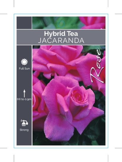 Picture of ROSE JACARANDA (HT)                                                                                                                                   