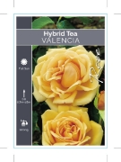 Picture of ROSE VALENCIA (HT)                                                                                                                                    