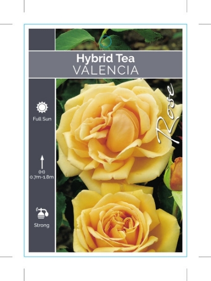 Picture of ROSE VALENCIA (HT)                                                                                                                                    
