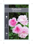 Picture of ROSE BONICA (FL)                                                                                                                                      