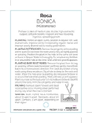 Picture of ROSE BONICA (FL)                                                                                                                                      